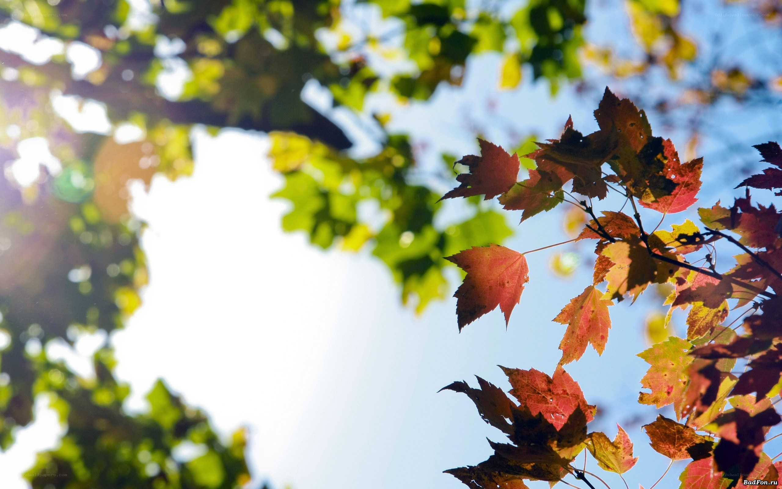 autumn leaves in sunlight