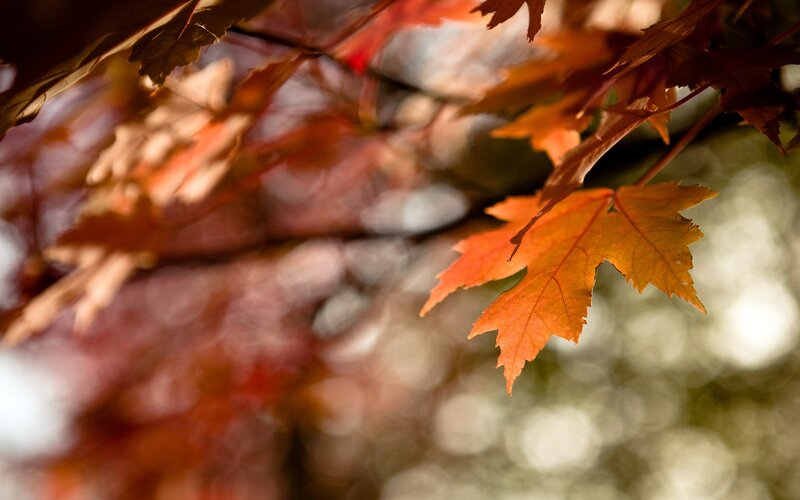 autumn leaves in sunlight