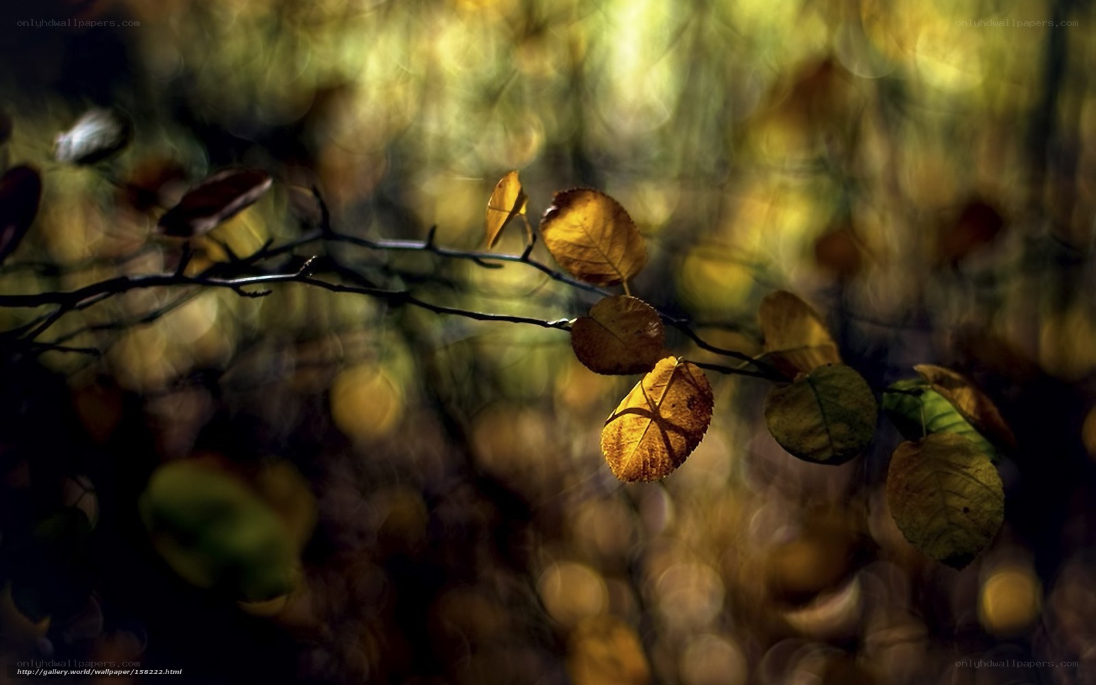 Autumn leaves in sunlight