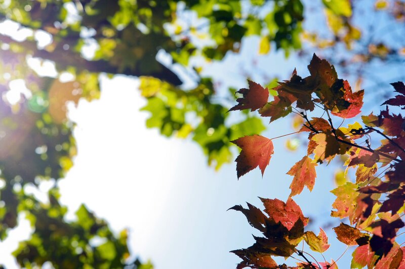 autumn leaves in sunlight
