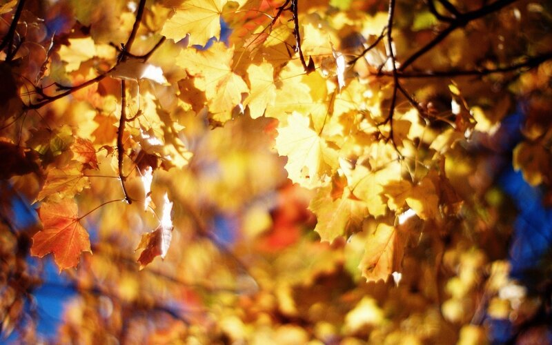 Autumn leaves in sunlight