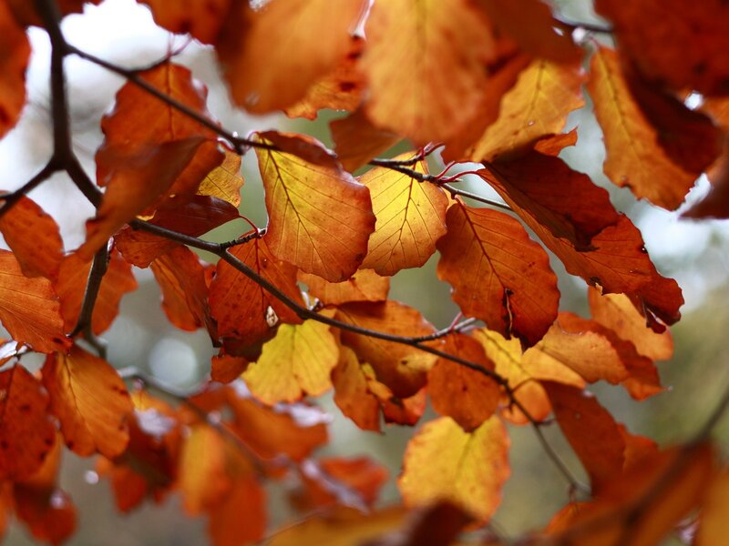 Autumn leaves in sunlight