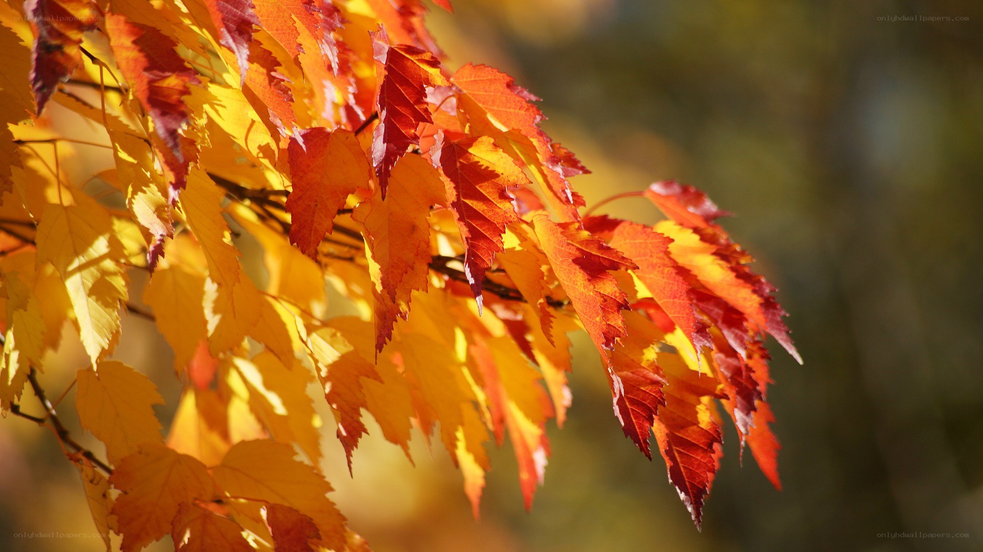 autumn leaves in sunlight