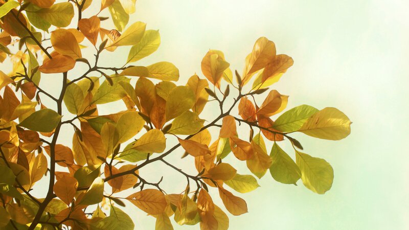 autumn leaves in sunlight