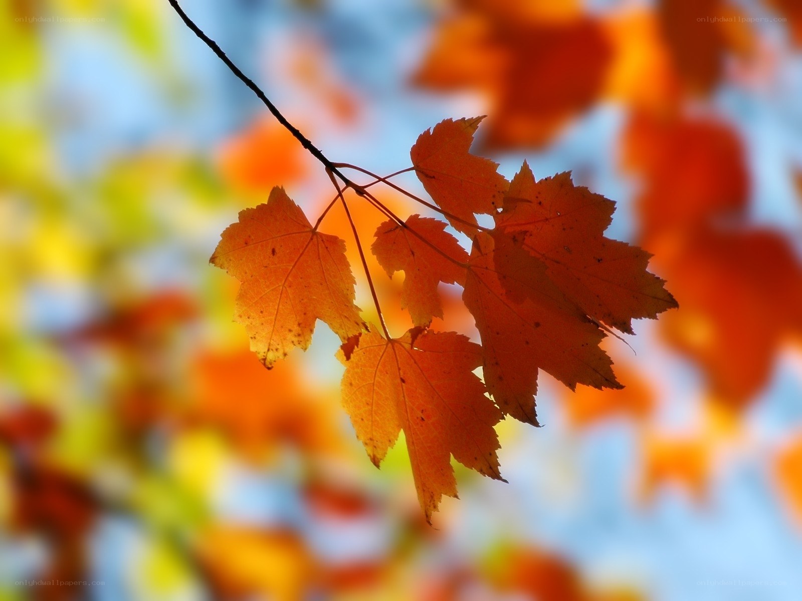 Autumn leaves in sunlight