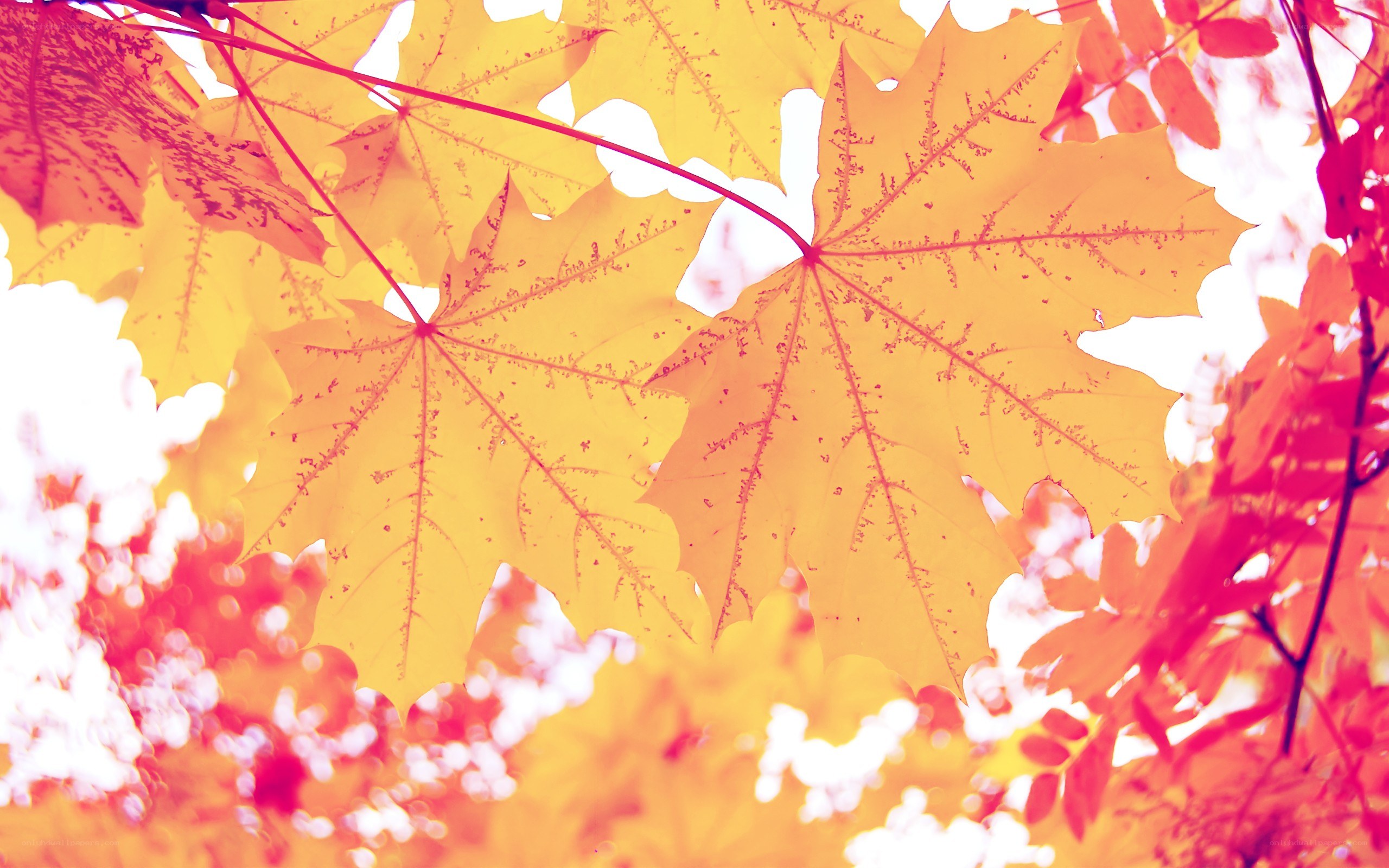 autumn leaves in sunlight