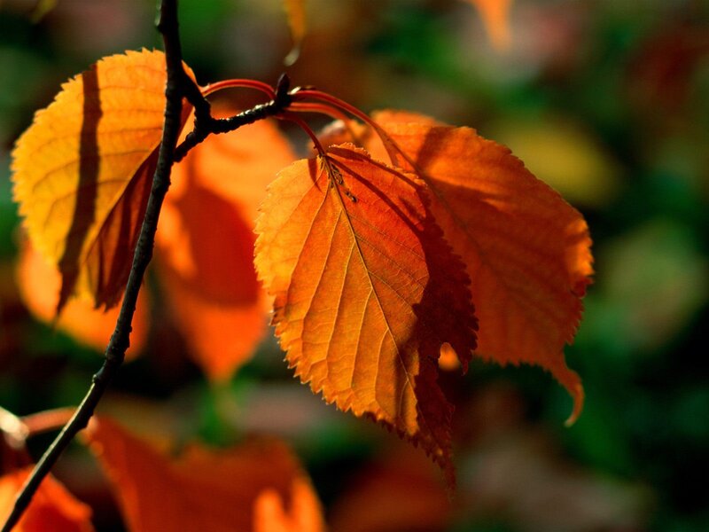 autumn leaves in sunlight