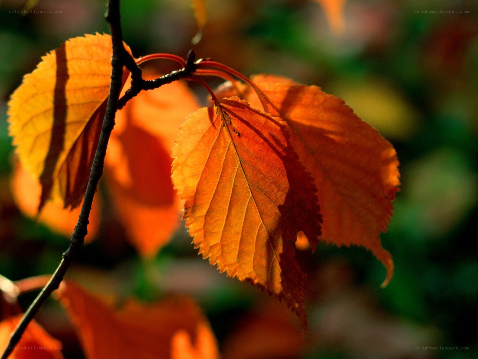 autumn leaves in sunlight