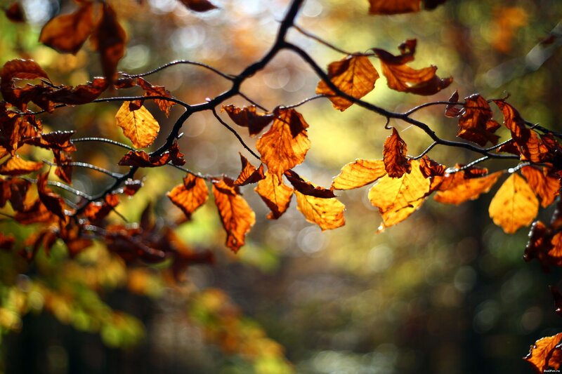 Autumn leaves in sunlight