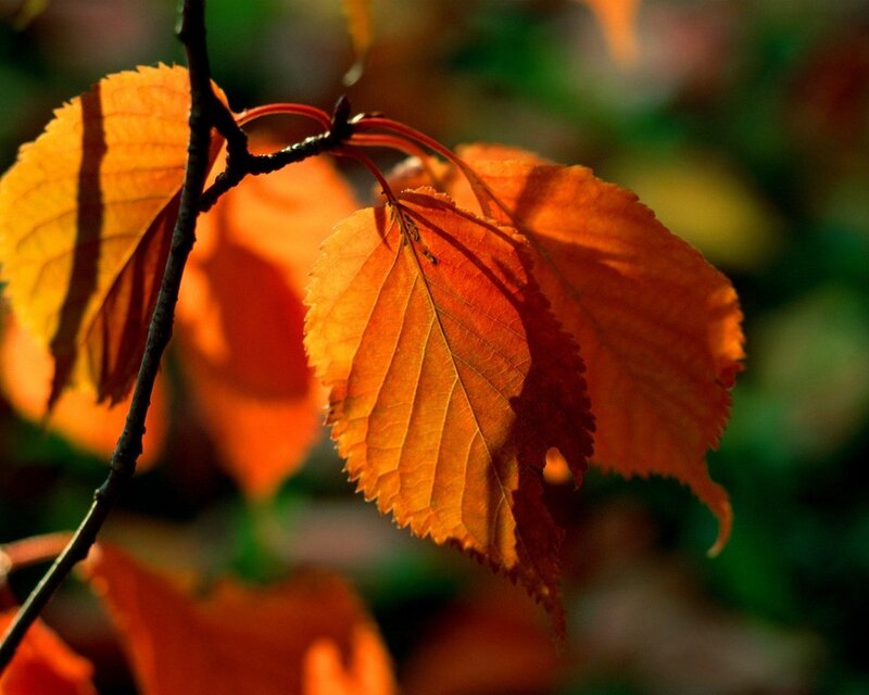 autumn leaves in sunlight