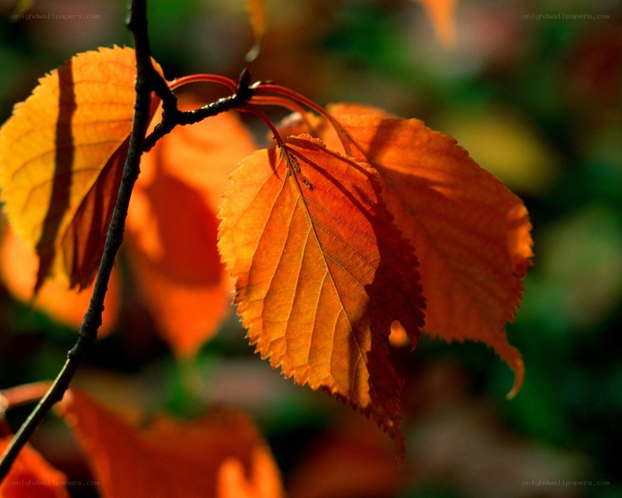 autumn leaves in sunlight