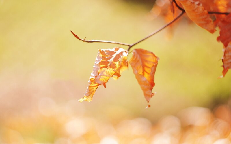 Autumn leaves in sunlight
