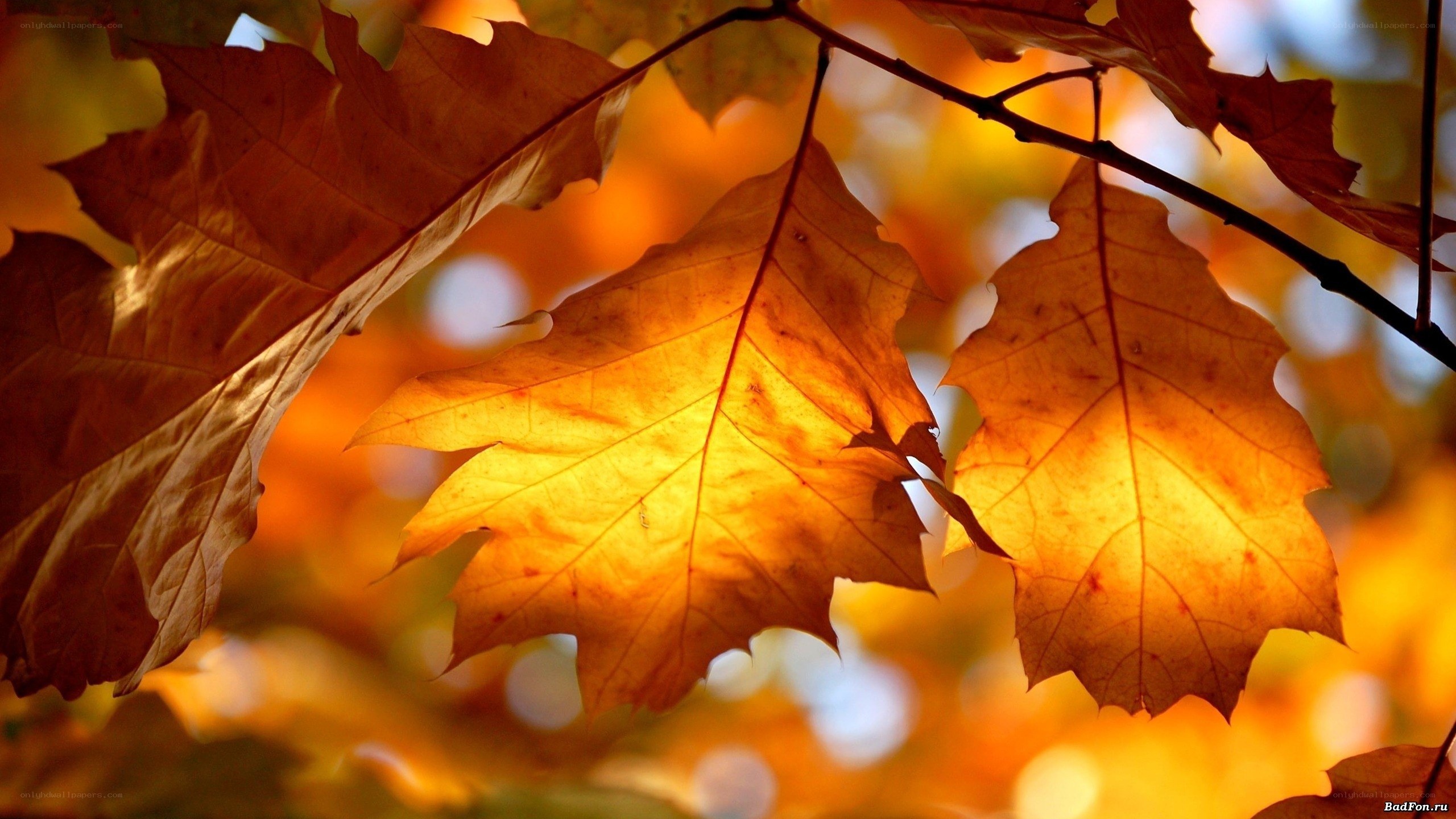 autumn leaves in sunlight