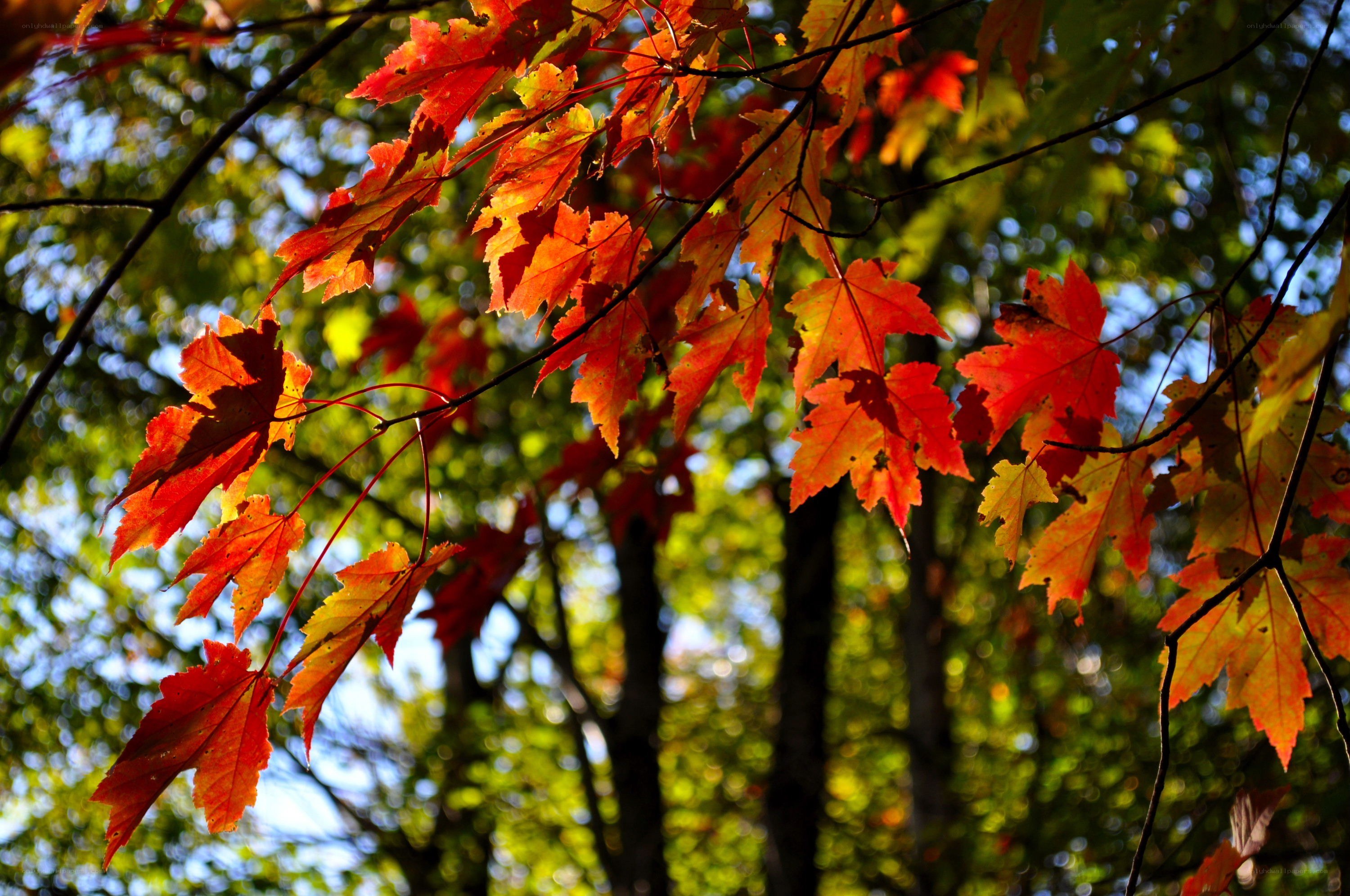 Autumn leaves in sunlight