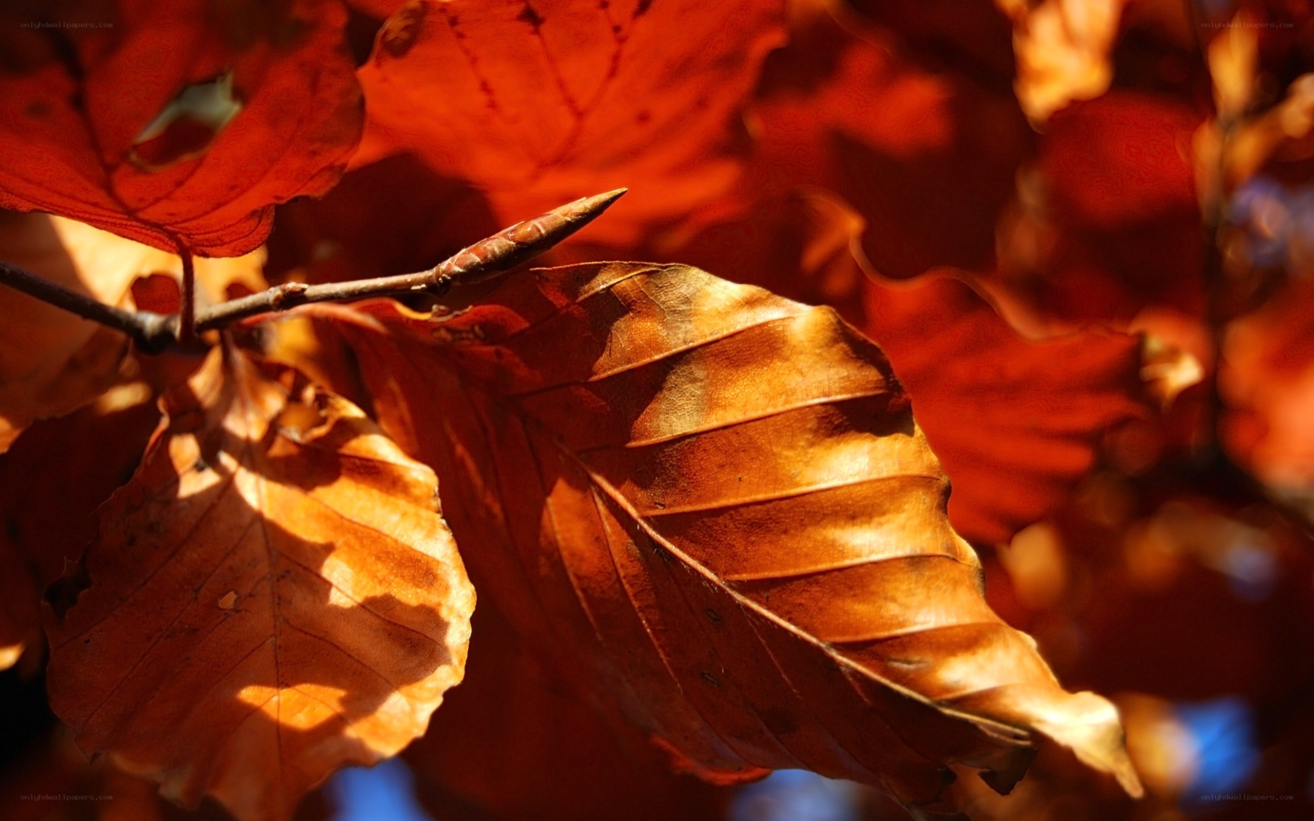 autumn leaves in sunlight