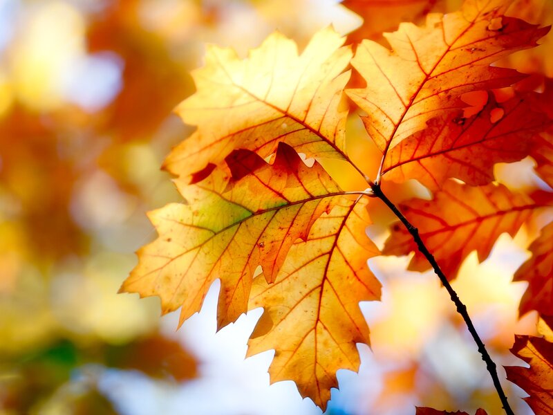 autumn leaves in sunlight