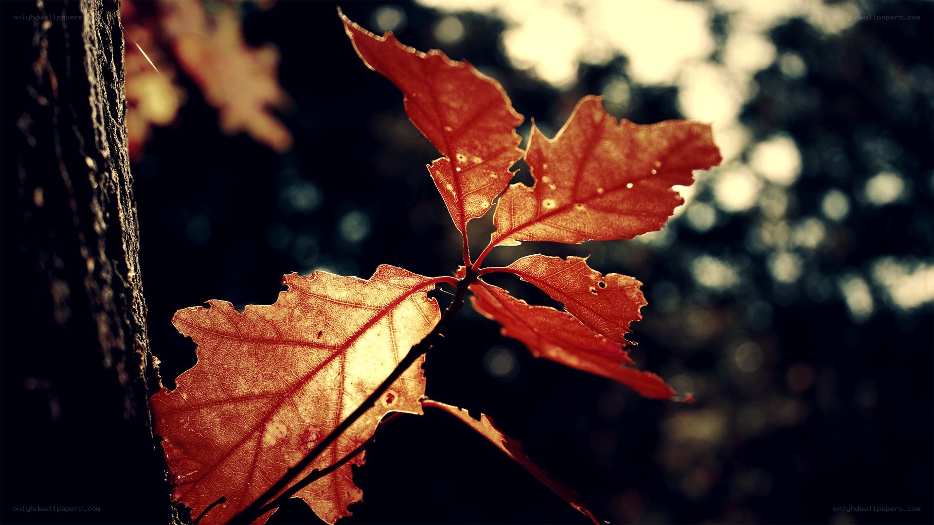 autumn leaves in sunlight