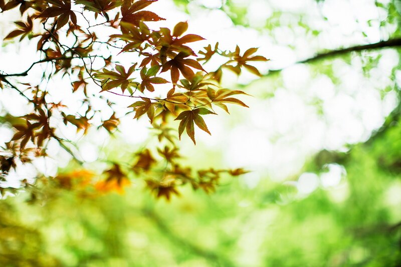 autumn leaves in sunlight