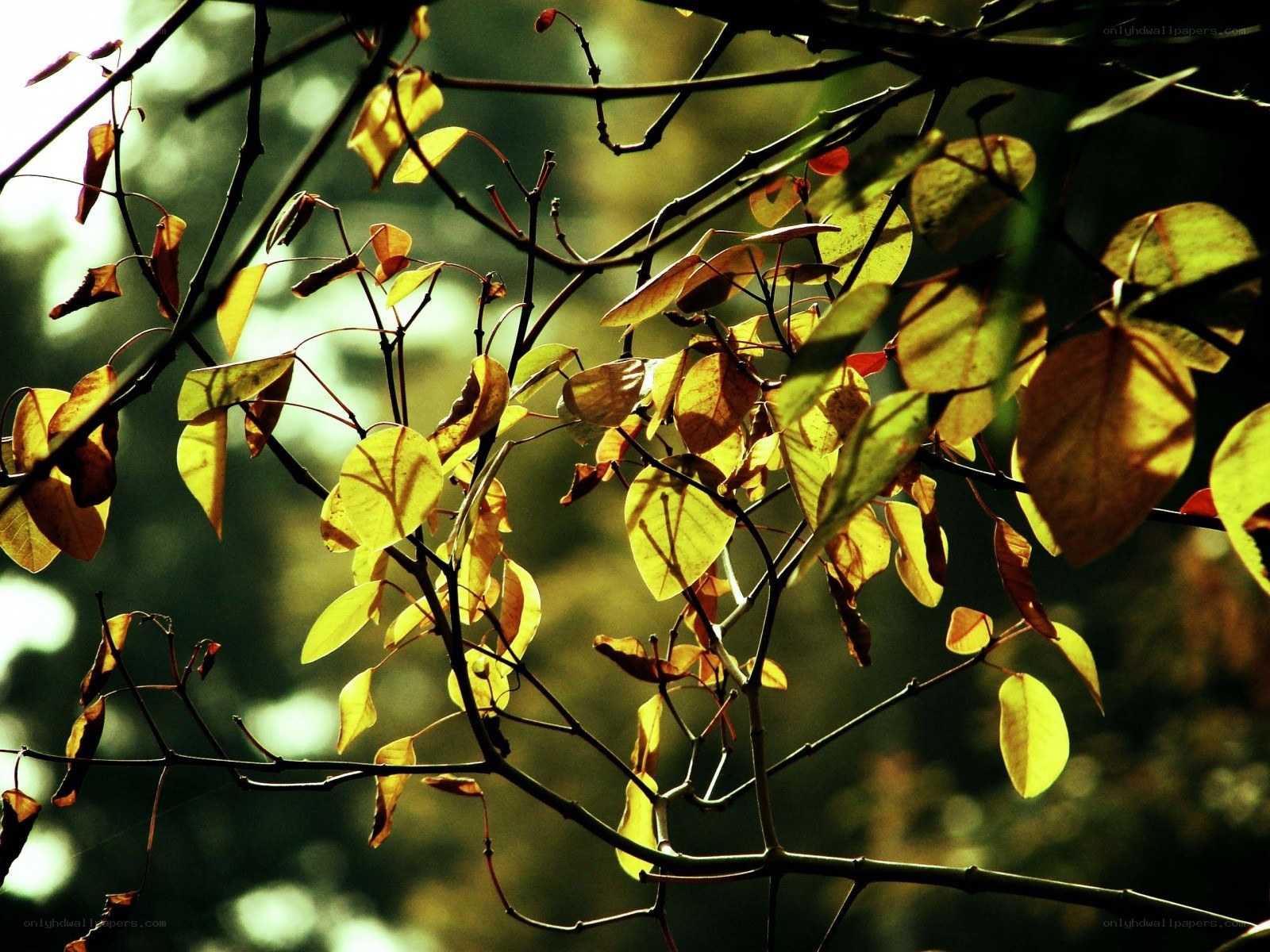 autumn leaves in sunlight