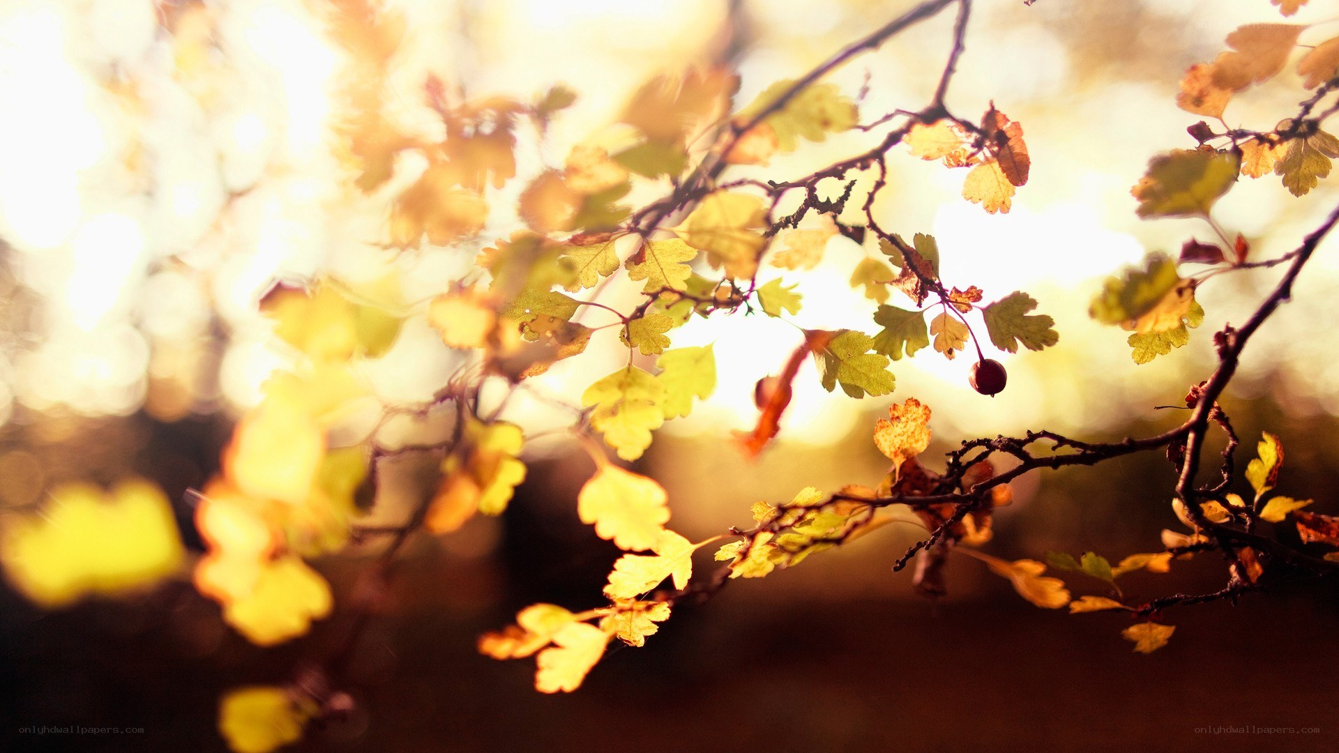 autumn leaves in sunlight