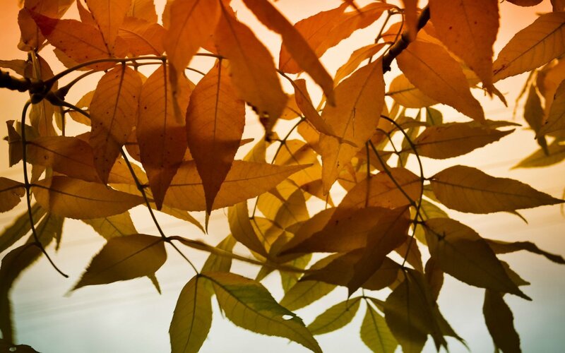 autumn leaves in sunlight