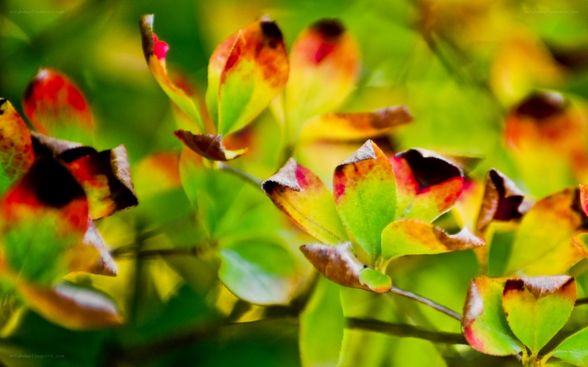 autumn leaves in sunlight