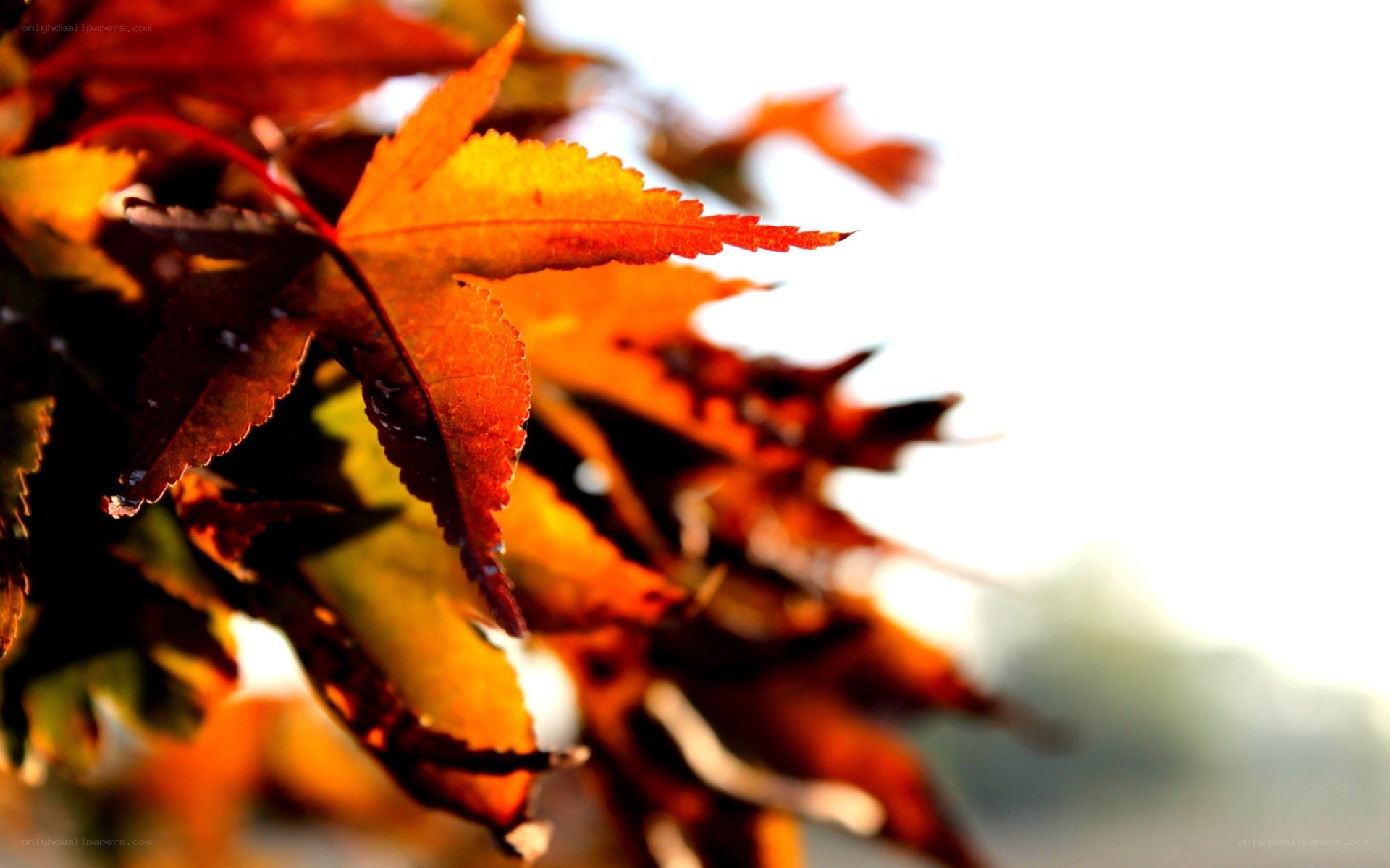 autumn leaves in sunlight