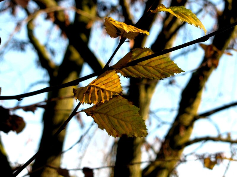 autumn leaves in sunlight