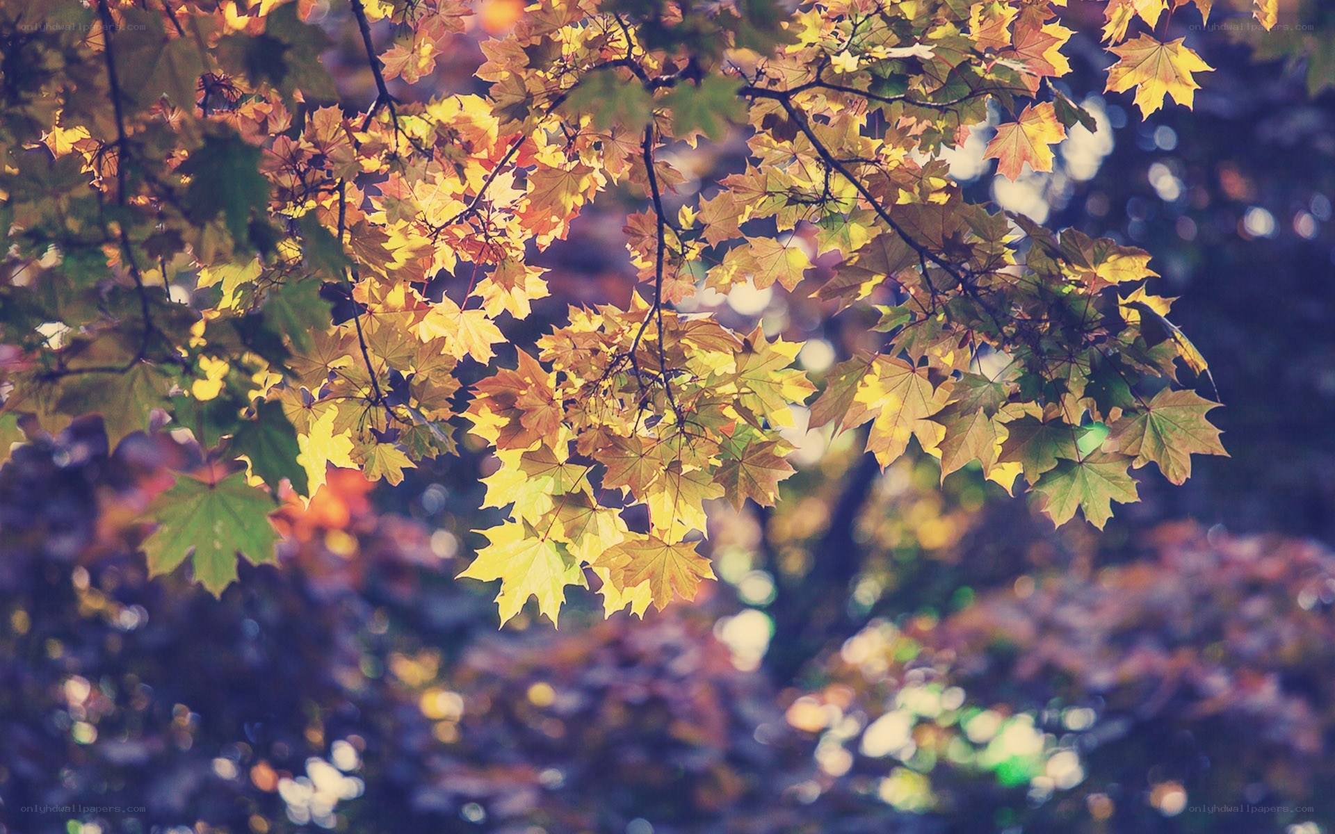 autumn leaves in sunlight