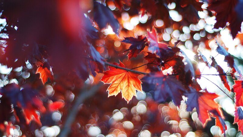 Autumn leaves in sunlight