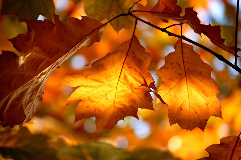 Autumn leaves in sunlight