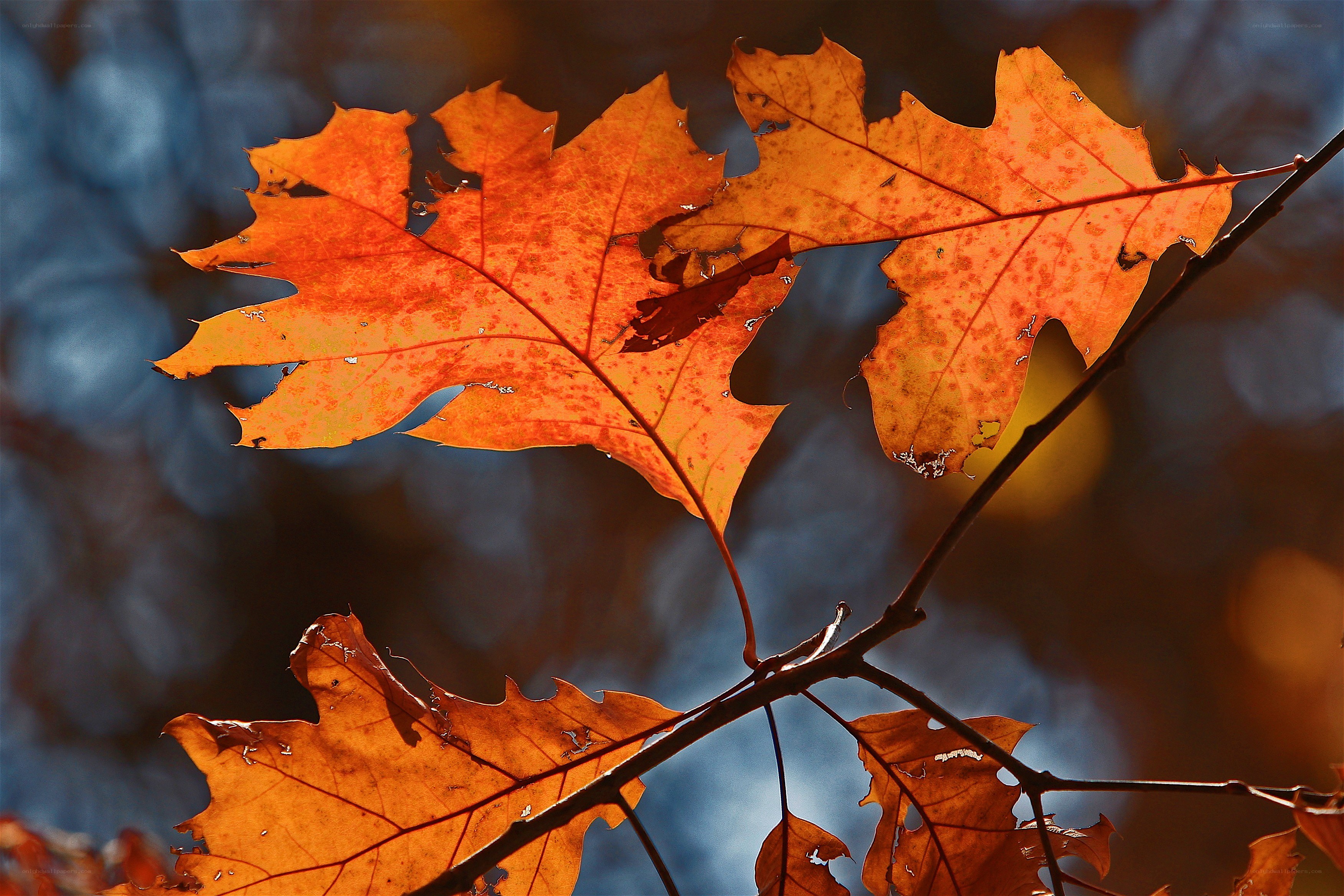 Autumn leaves in sunlight