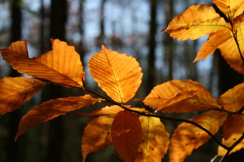 Autumn leaves in sunlight