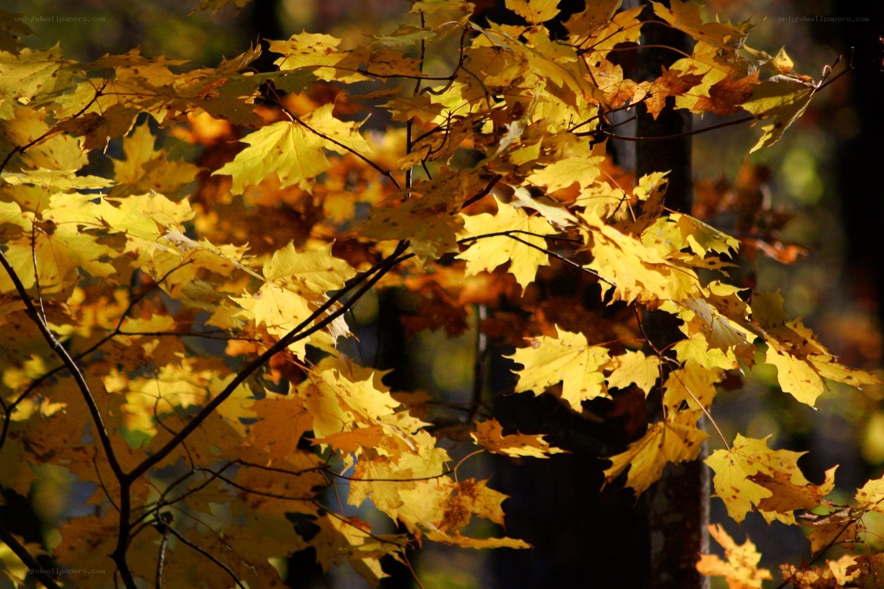 Autumn leaves in sunlight