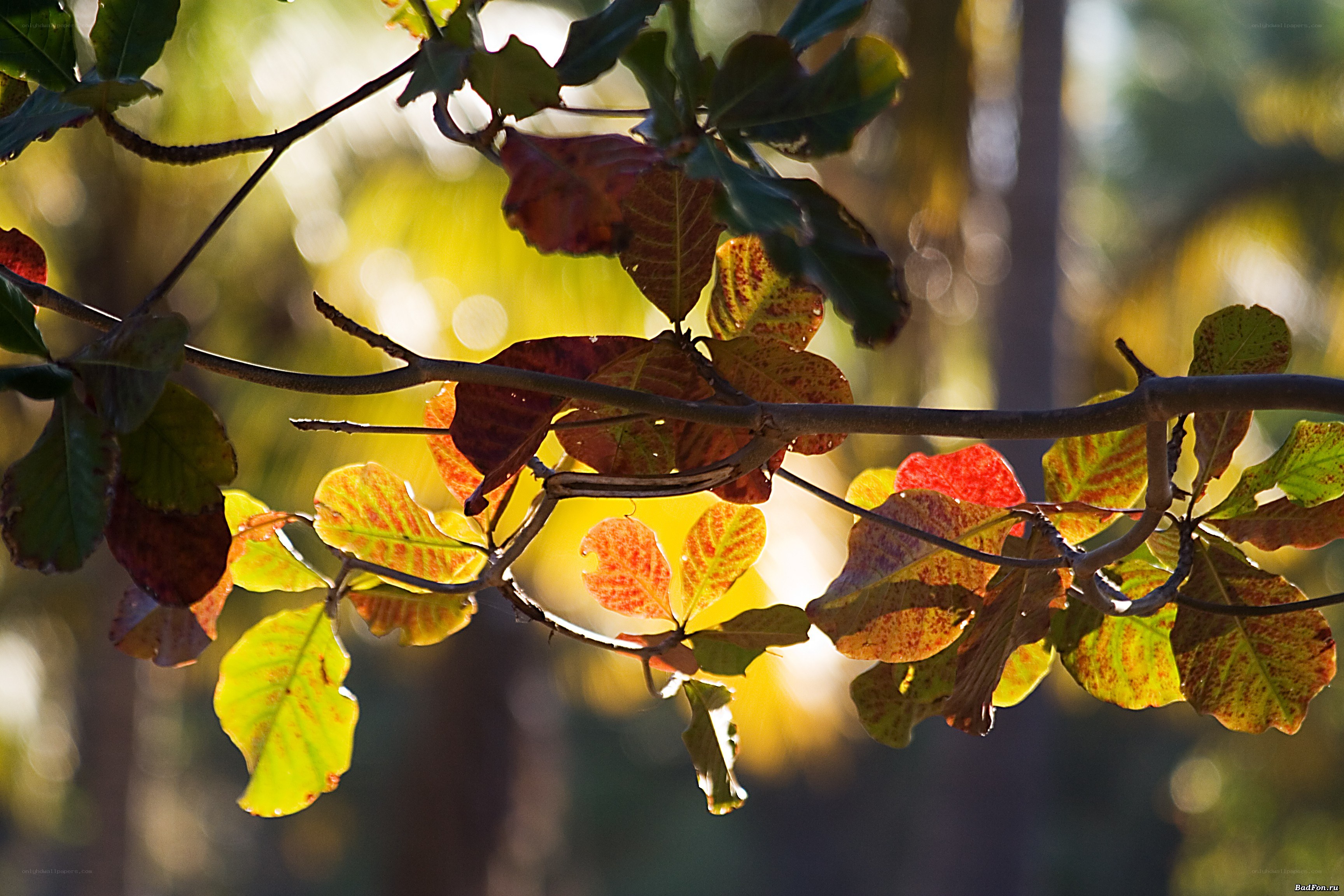 autumn leaves in sunlight