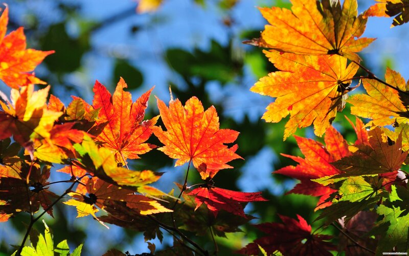 Autumn leaves in sunlight