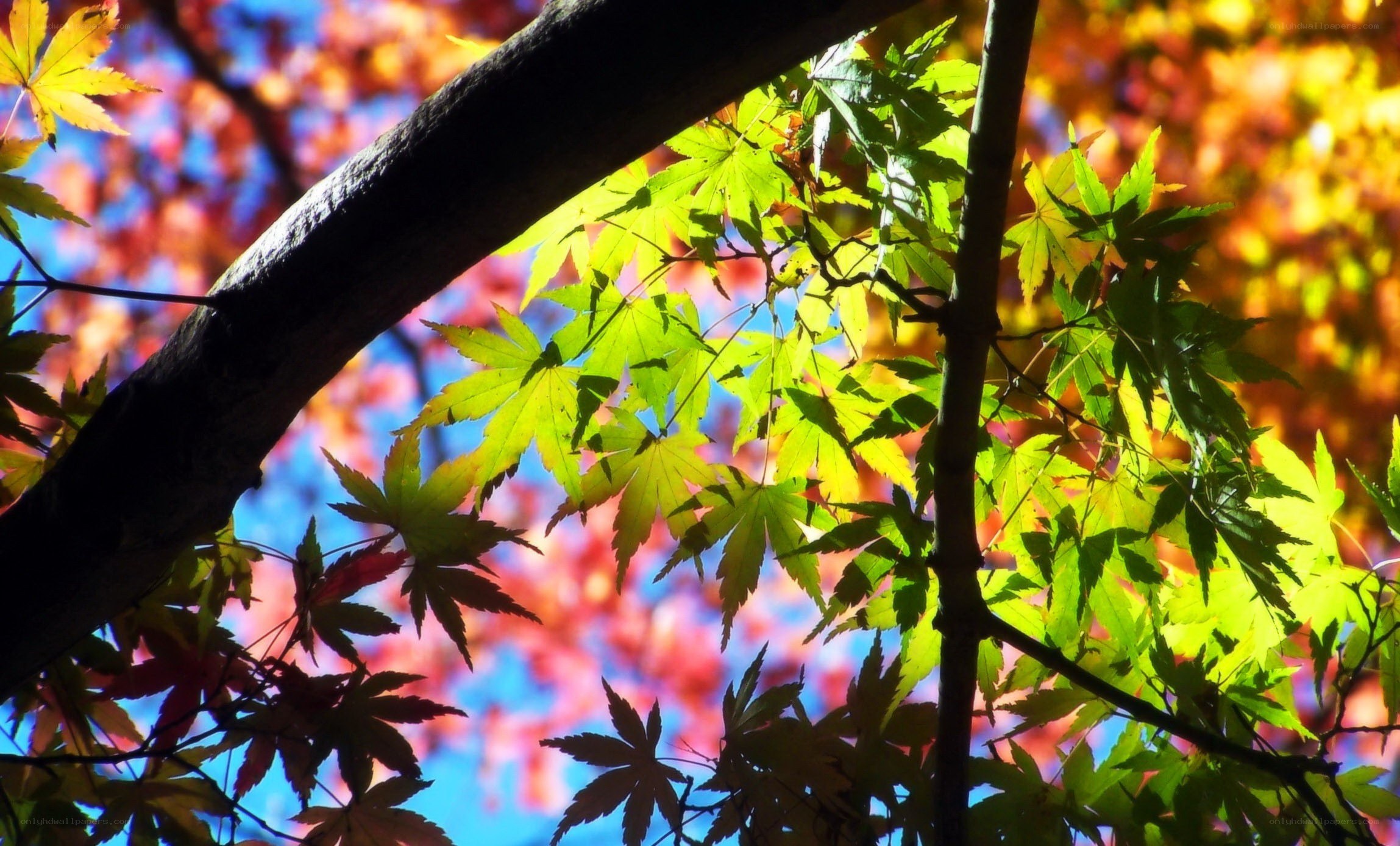 Autumn leaves in sunlight