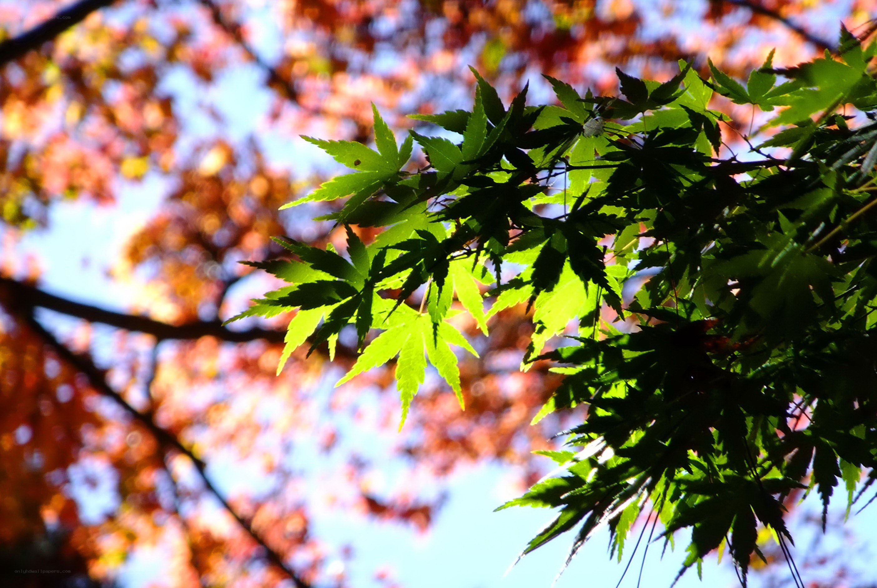 Autumn leaves in sunlight