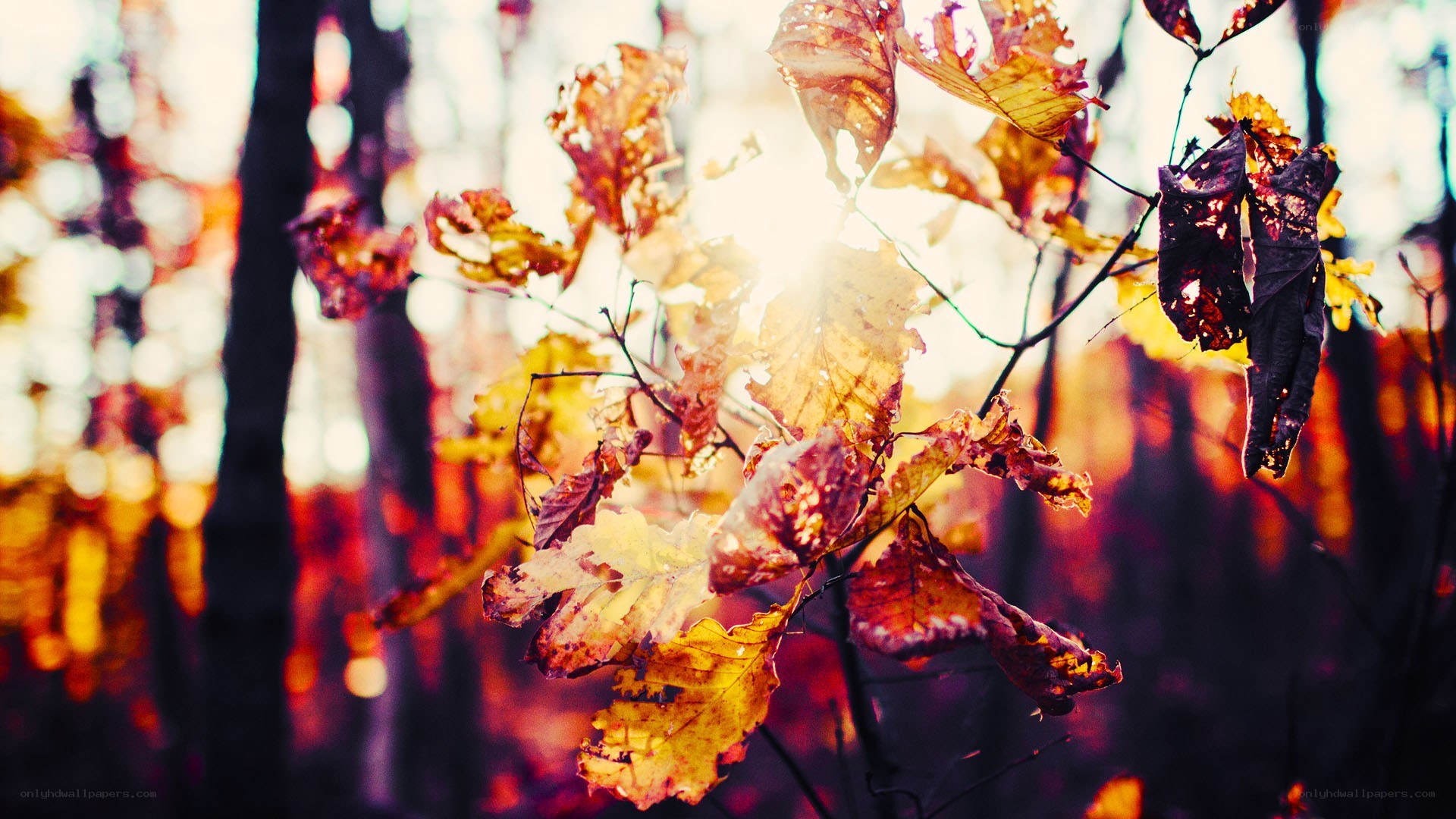 autumn leaves in sunlight
