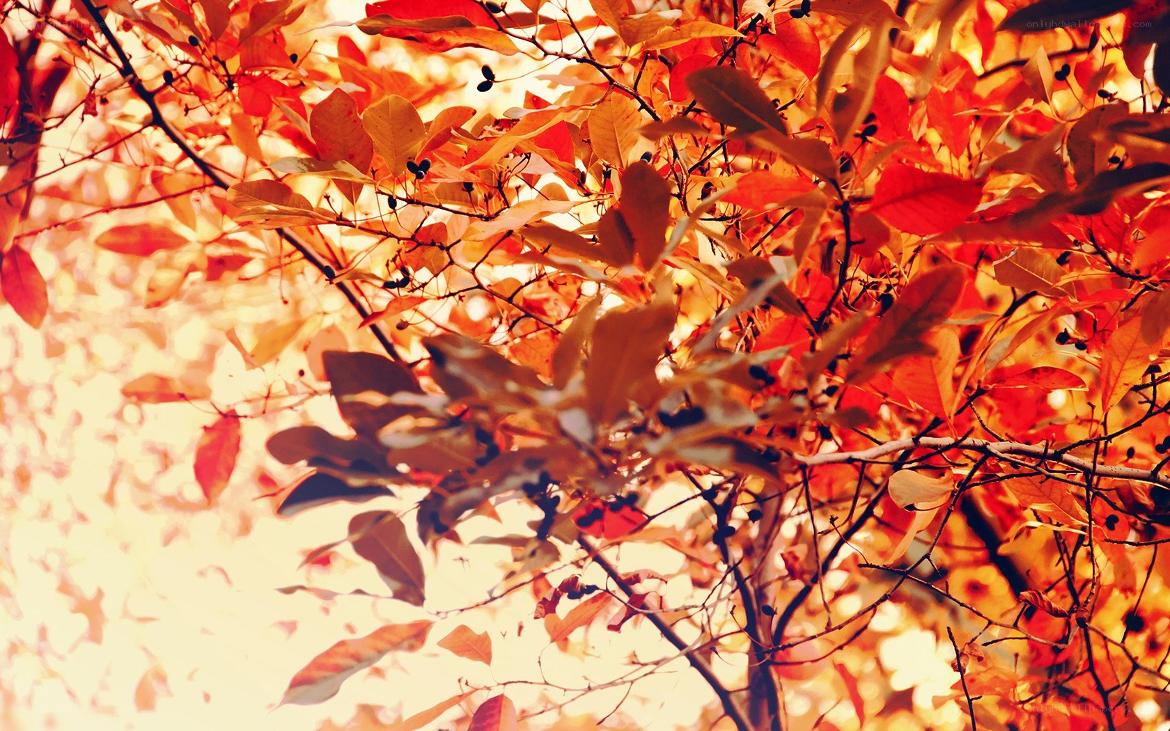 autumn leaves in sunlight