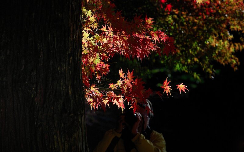 Autumn leaves in sunlight