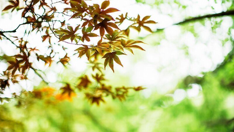 autumn leaves in sunlight