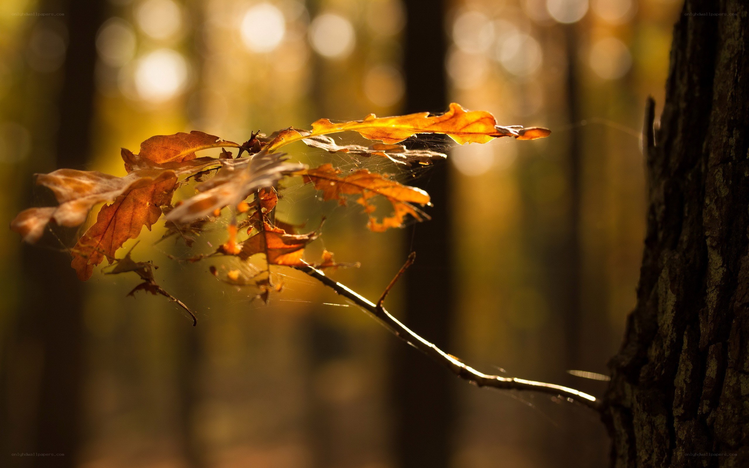 Autumn leaves in sunlight