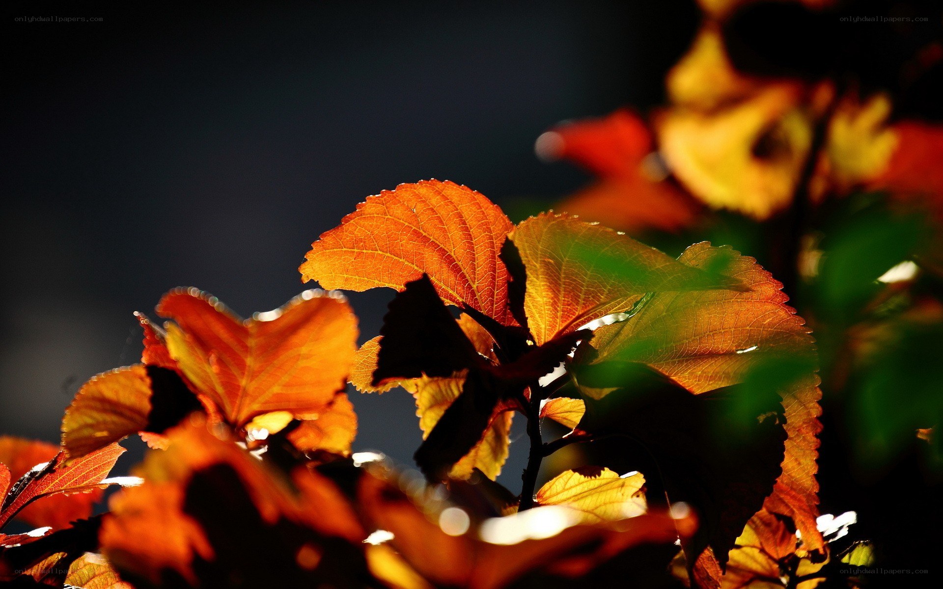 autumn leaves in sunlight