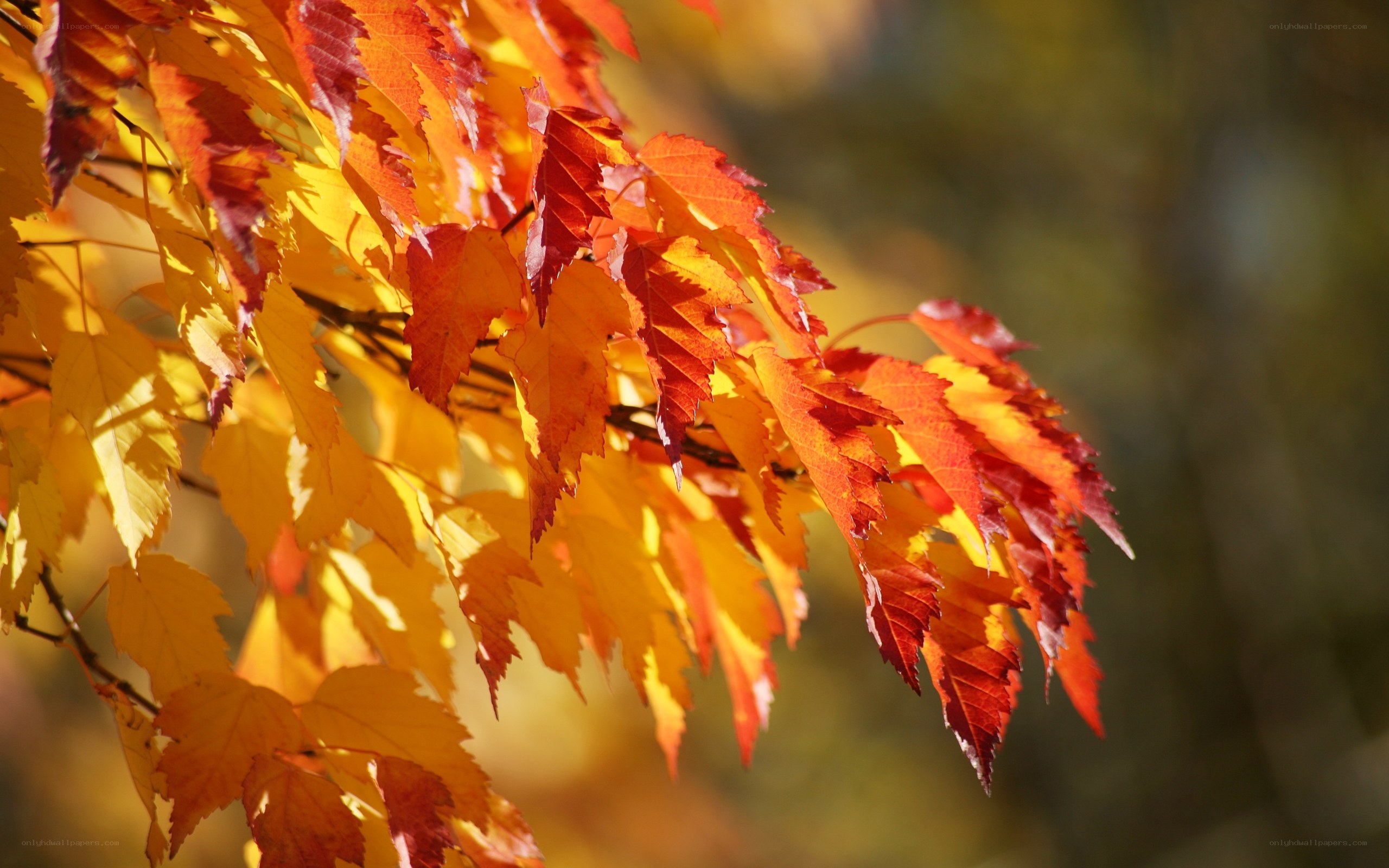 Autumn leaves in sunlight
