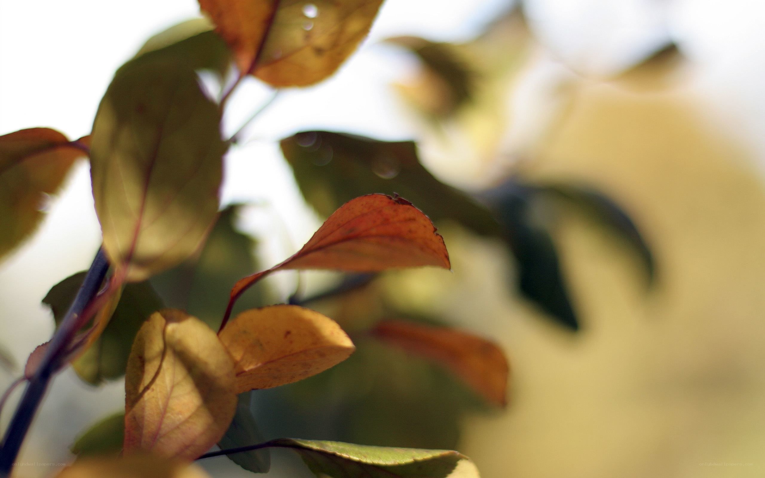 autumn leaves in sunlight
