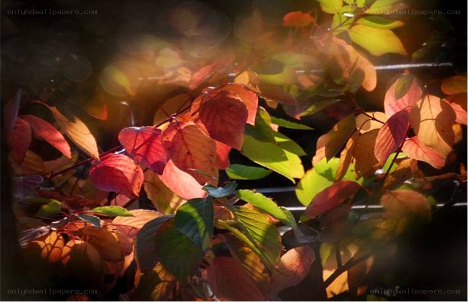 autumn leaves in sunlight
