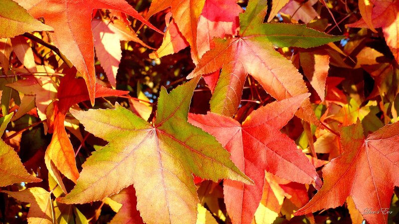 autumn leaves in sunlight