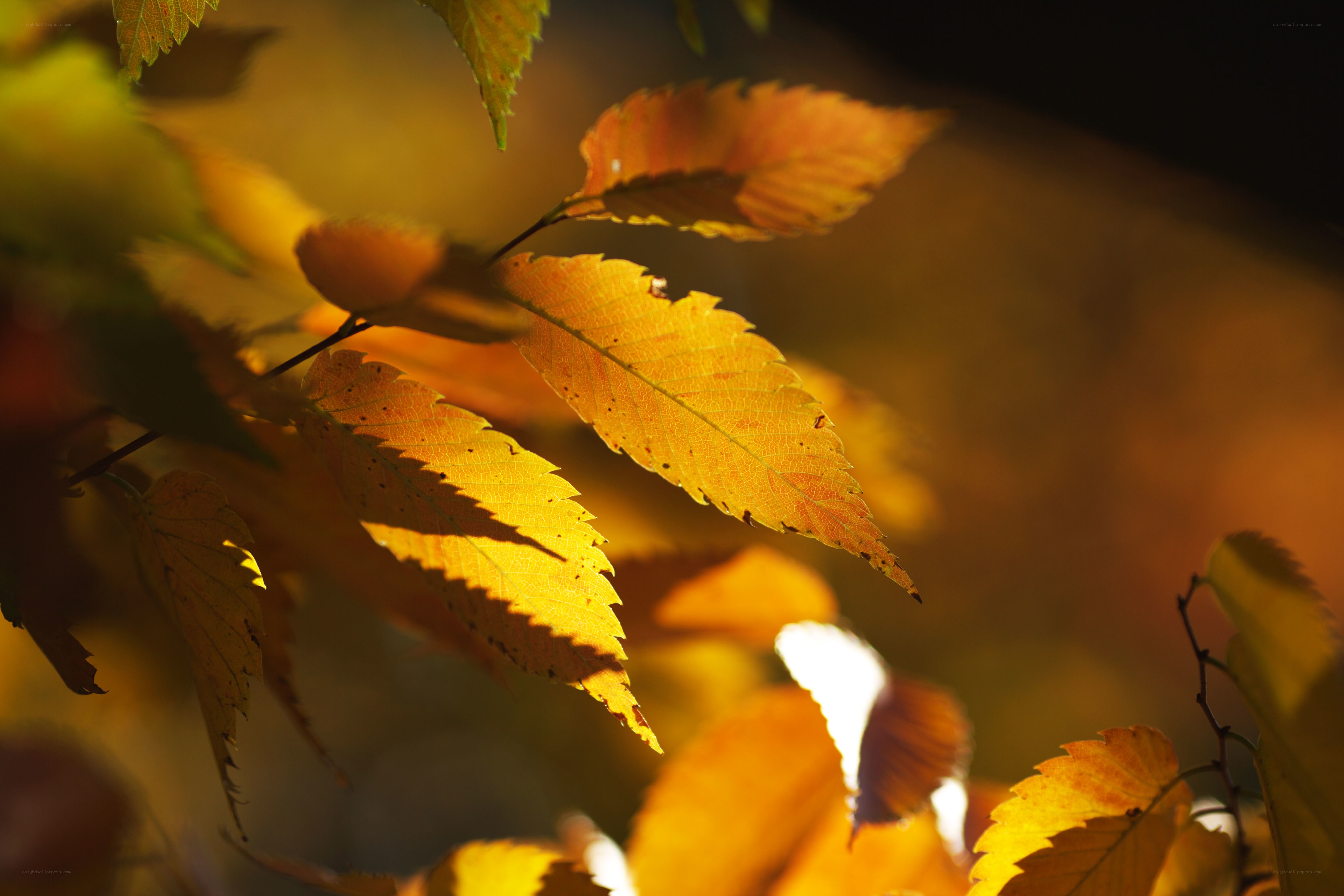 autumn leaves in sunlight