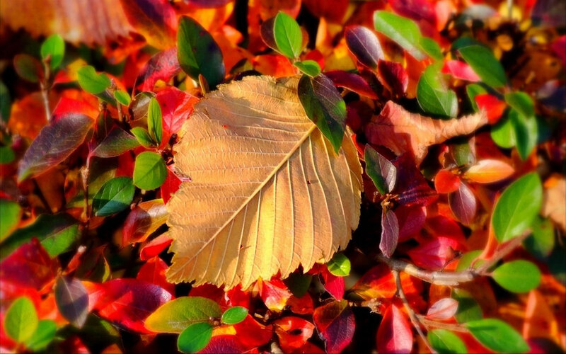 autumn leaves in sunlight